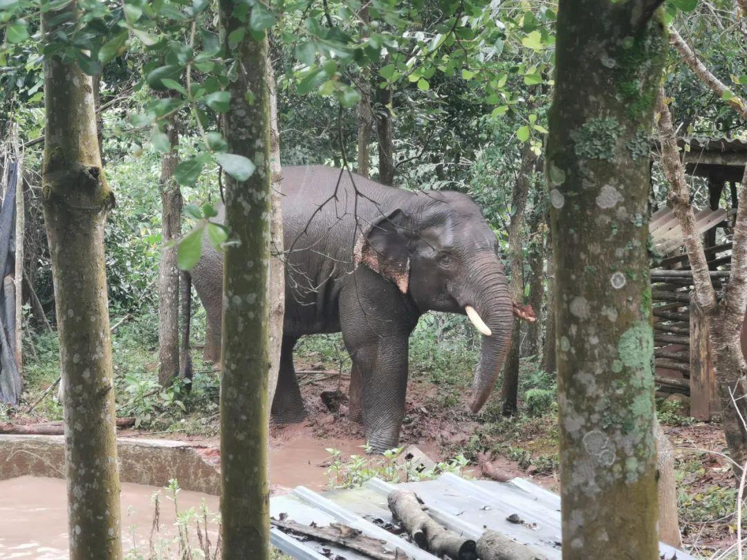 云南普洱：亚洲象被困蓄水池 获救后表达谢意