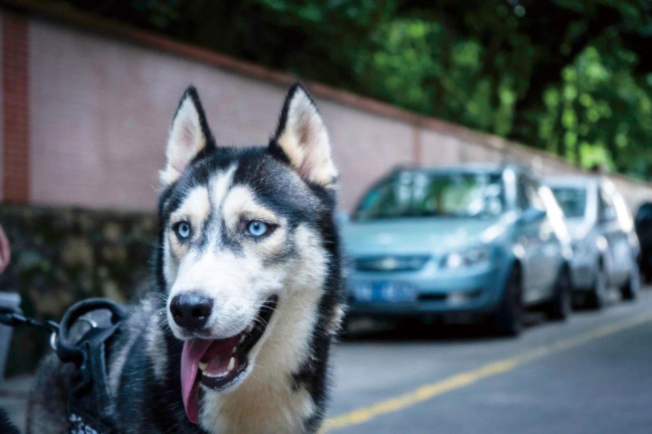 预防狂犬病，别被猫狗咬就够了吗？还有这些需要注意→