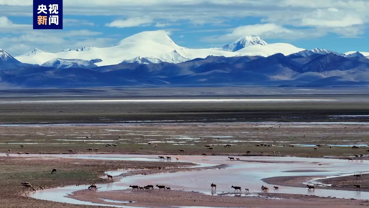 8万到10万只！青藏高原发现藏羚羊第二大产仔地