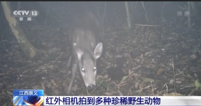 小灵猫、黄腹角雉……红外相机拍到多种珍稀野生动物