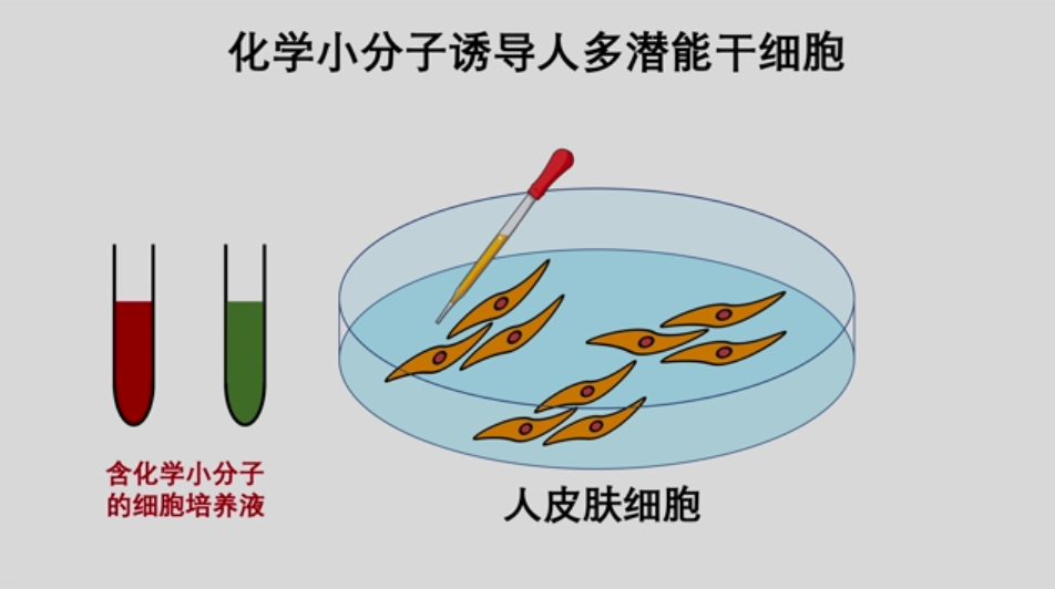 我国干细胞制备技术获得重要突破_生活_大众网