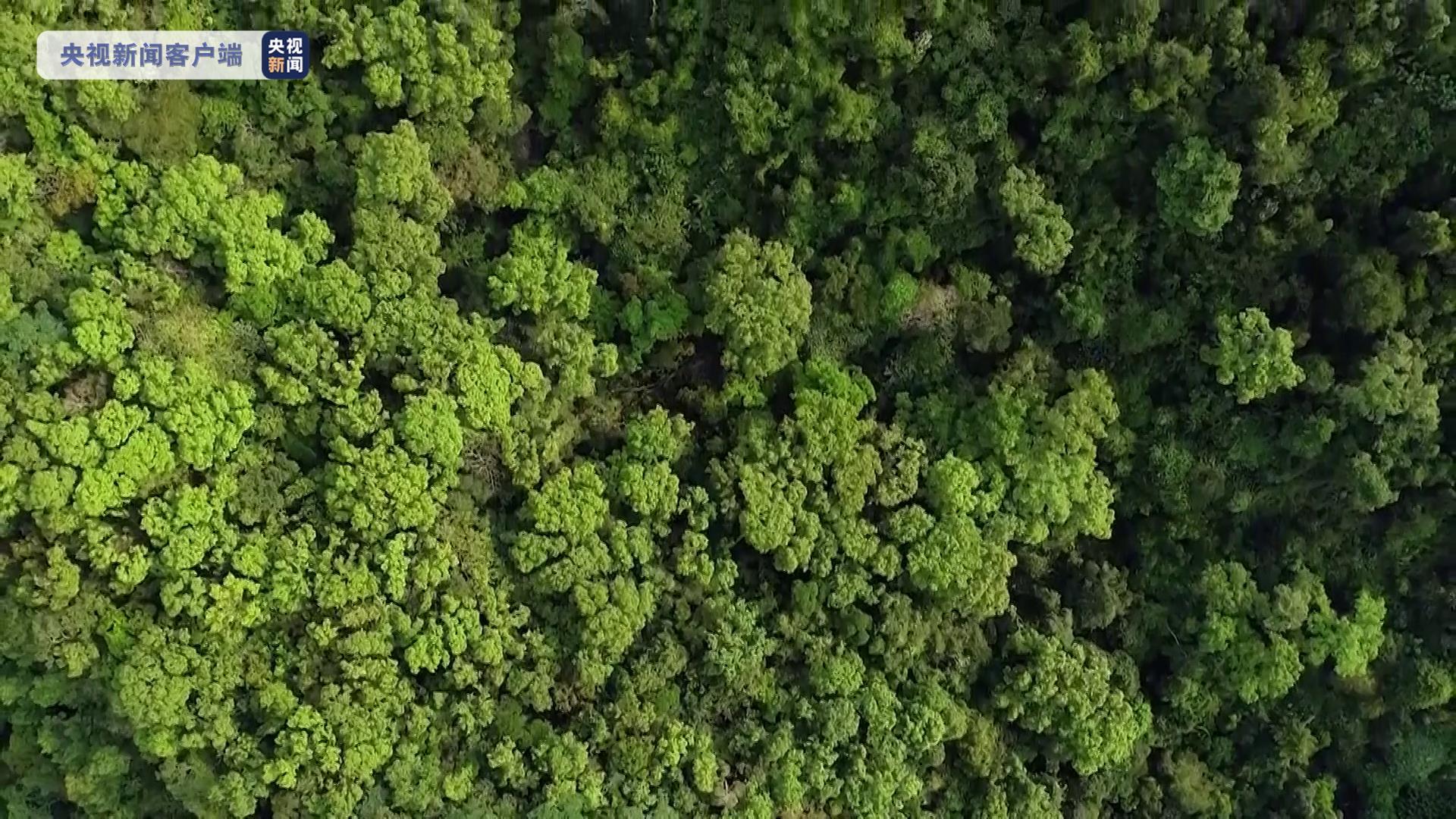 “海南热带雨林和黎族传统聚落”被列入世界遗产预备清单