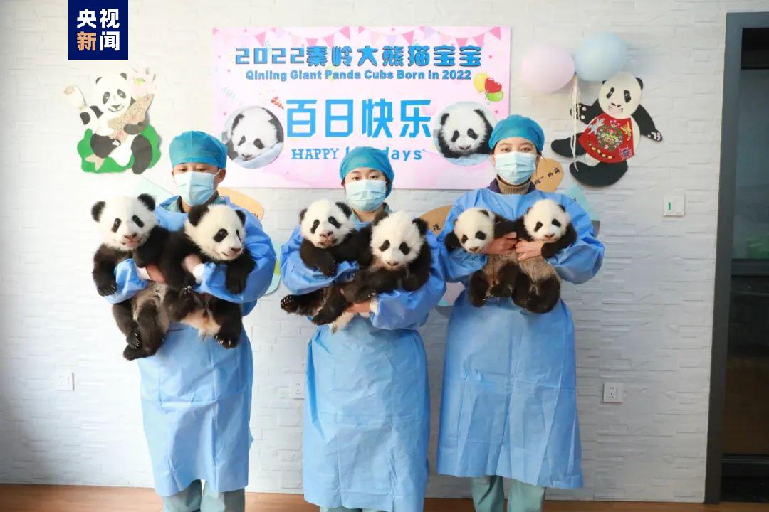 陕西2022年成功繁育7只大熊猫