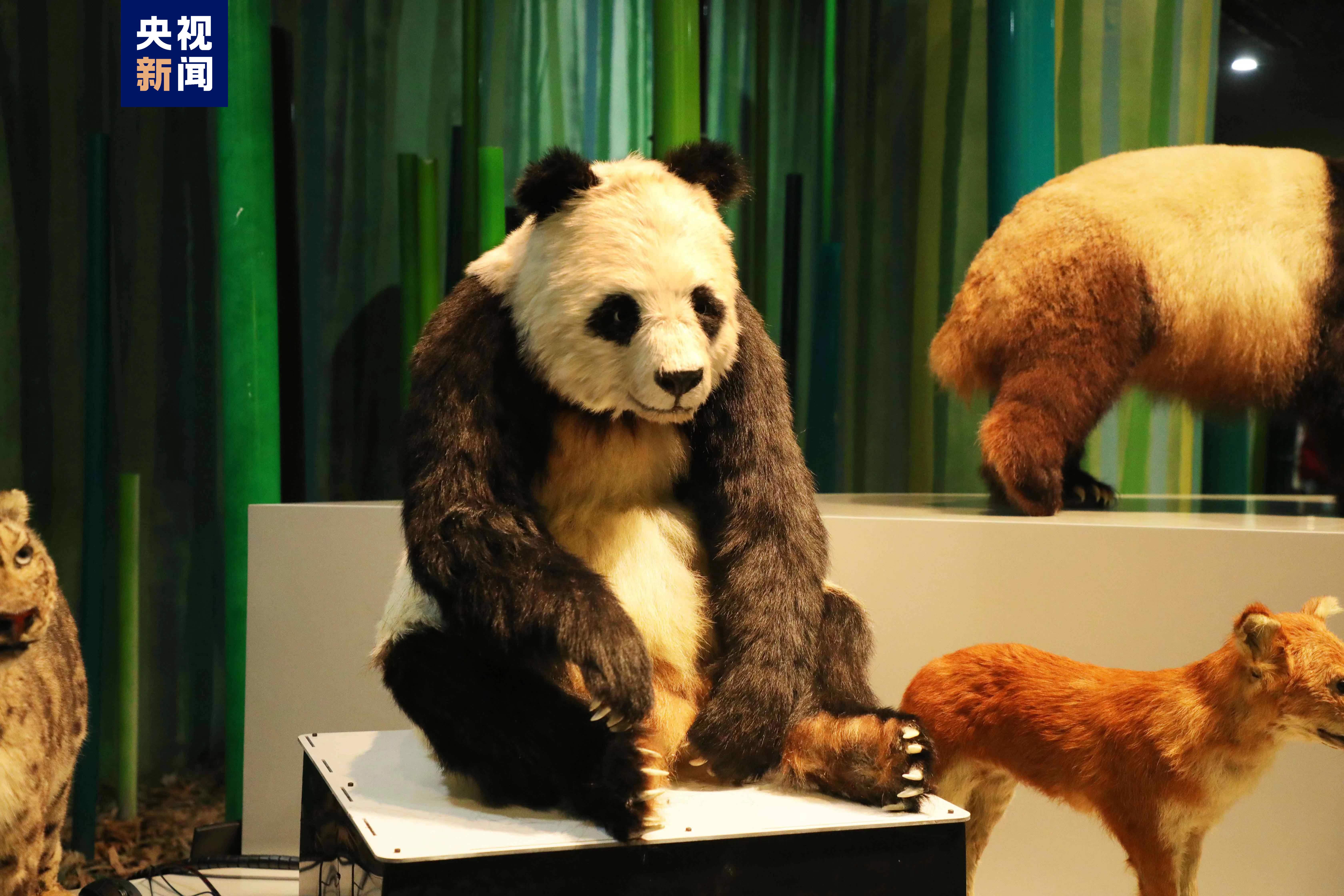 全球首只仿生大熊猫机器人“小川”正式亮相