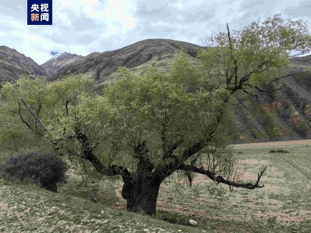 青海省新增473株古树3处古树群