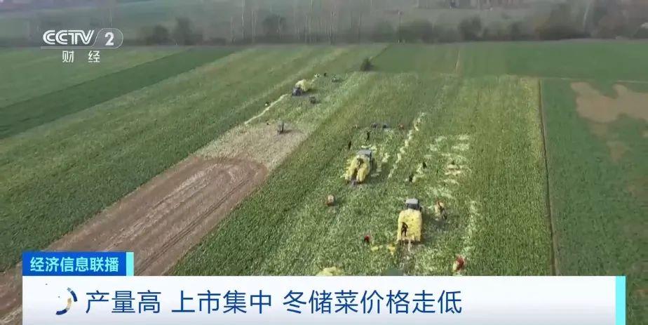 0.2元一斤！这才是真正的“白菜价”→
