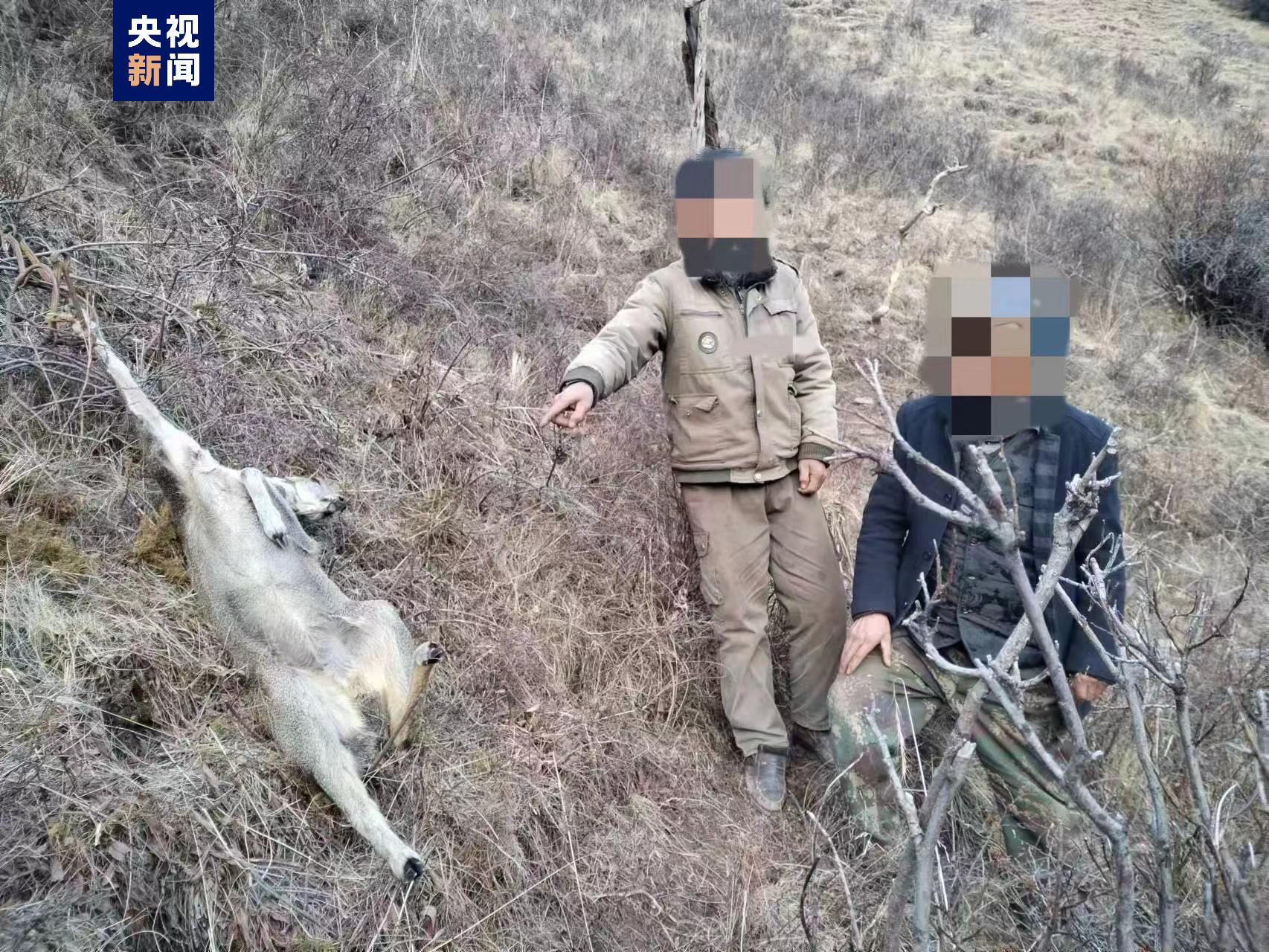 青海玛沁公安成功打掉一个非法猎捕买卖马麝的犯罪团伙