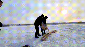 新疆玛纳斯：寒冬中天鹅抱团取暖 管护员加大投食照料