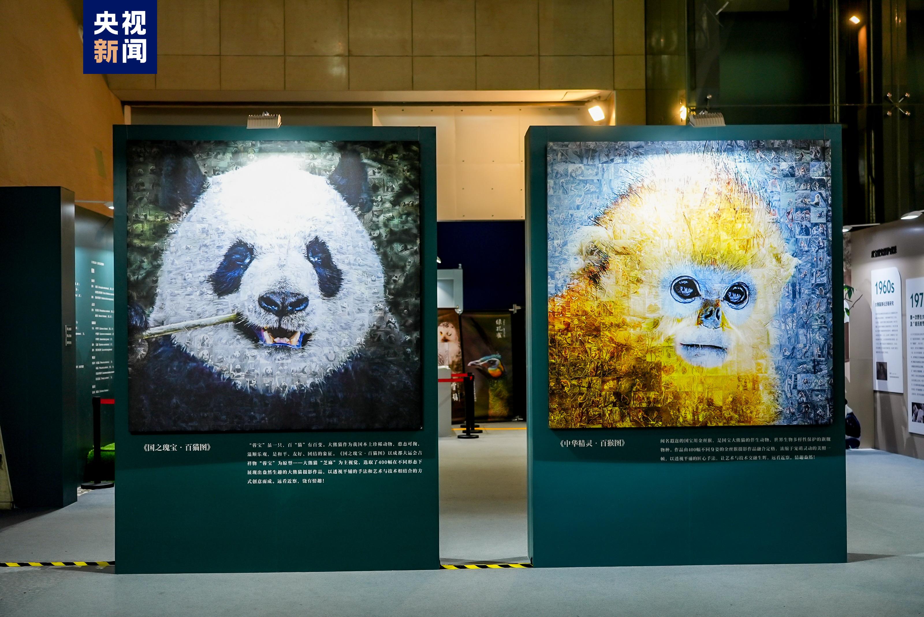 大熊猫我国公园自然(Nature)培育计划“双宝溯源行动”正式启动