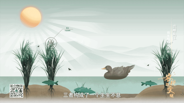 如何實現(xiàn)“稻魚鴨”共生？侗鄉(xiāng)人極致的土地利用智慧