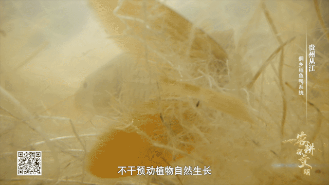 如何實現(xiàn)“稻魚鴨”共生？侗鄉(xiāng)人極致的土地利用智慧
