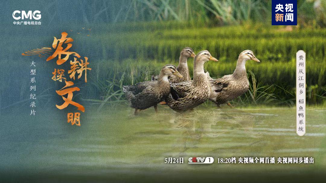 如何實現(xiàn)“稻魚鴨”共生？侗鄉(xiāng)人極致的土地利用智慧
