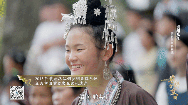 如何實現(xiàn)“稻魚鴨”共生？侗鄉(xiāng)人極致的土地利用智慧