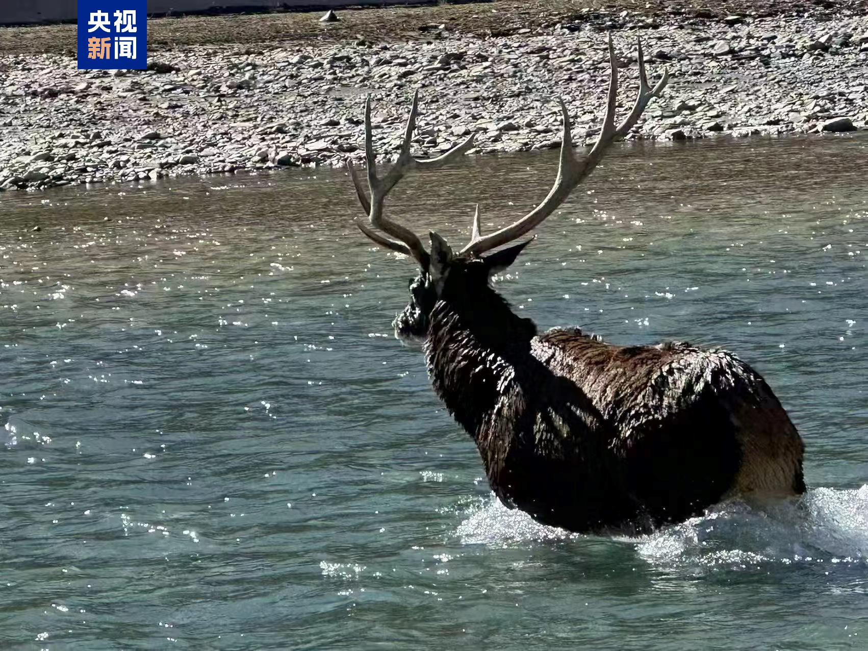 巡护偶遇头缠铁丝网的小鹿 近距离目击救助现场