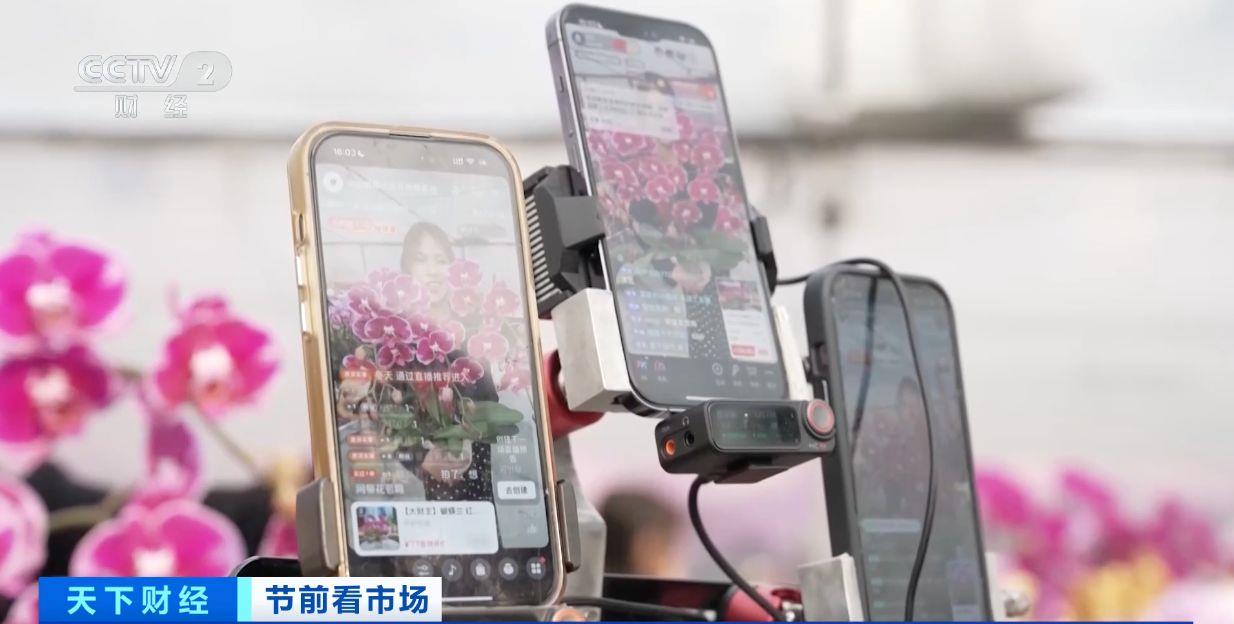 年宵花“顶流”蝴蝶兰销售火爆 看看它做了哪些“新造型”