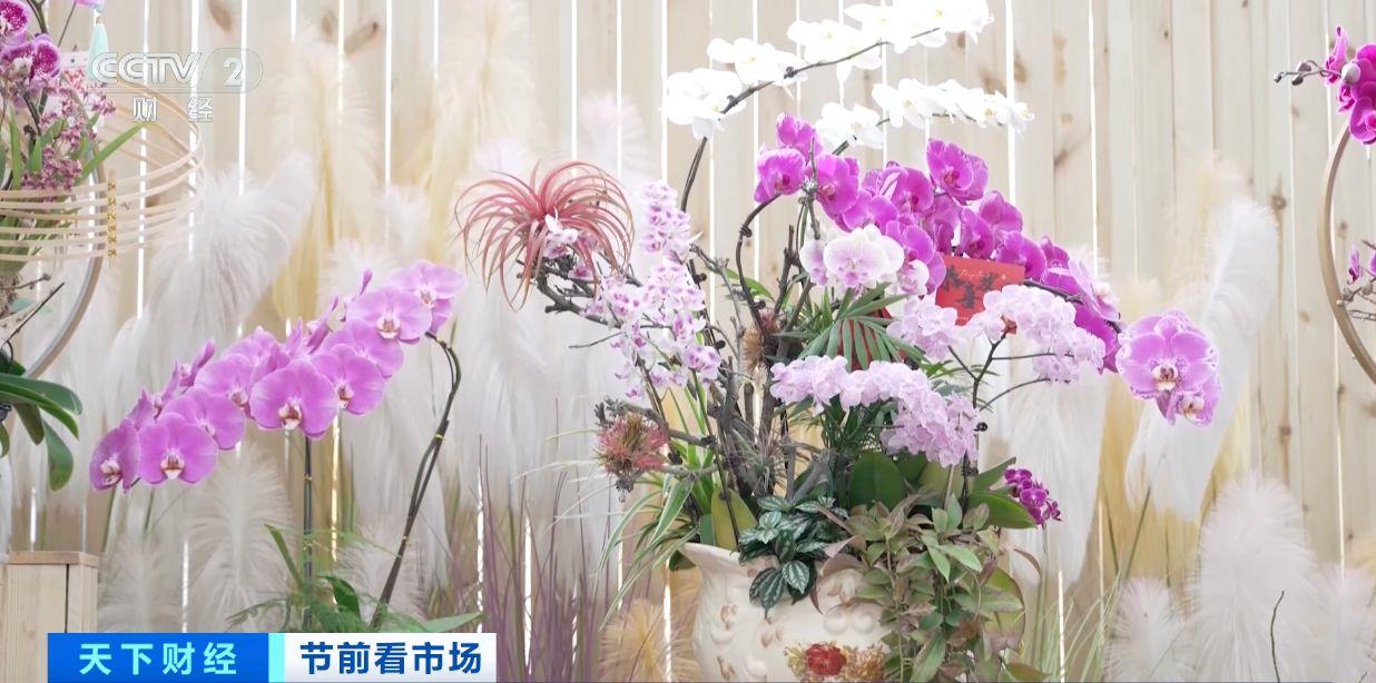 年宵花“顶流”蝴蝶兰销售火爆 看看它做了哪些“新造型”