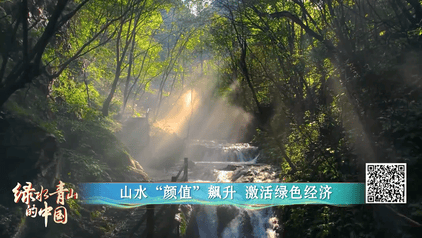 綠水青山的中國丨萬鷺舞云端！河南欒川的生態蝶變