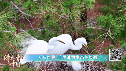 綠水青山的中國丨萬鷺舞云端！河南欒川的生態蝶變