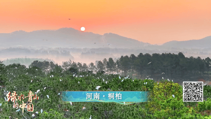 綠水青山的中國丨萬鷺舞云端！河南欒川的生態蝶變