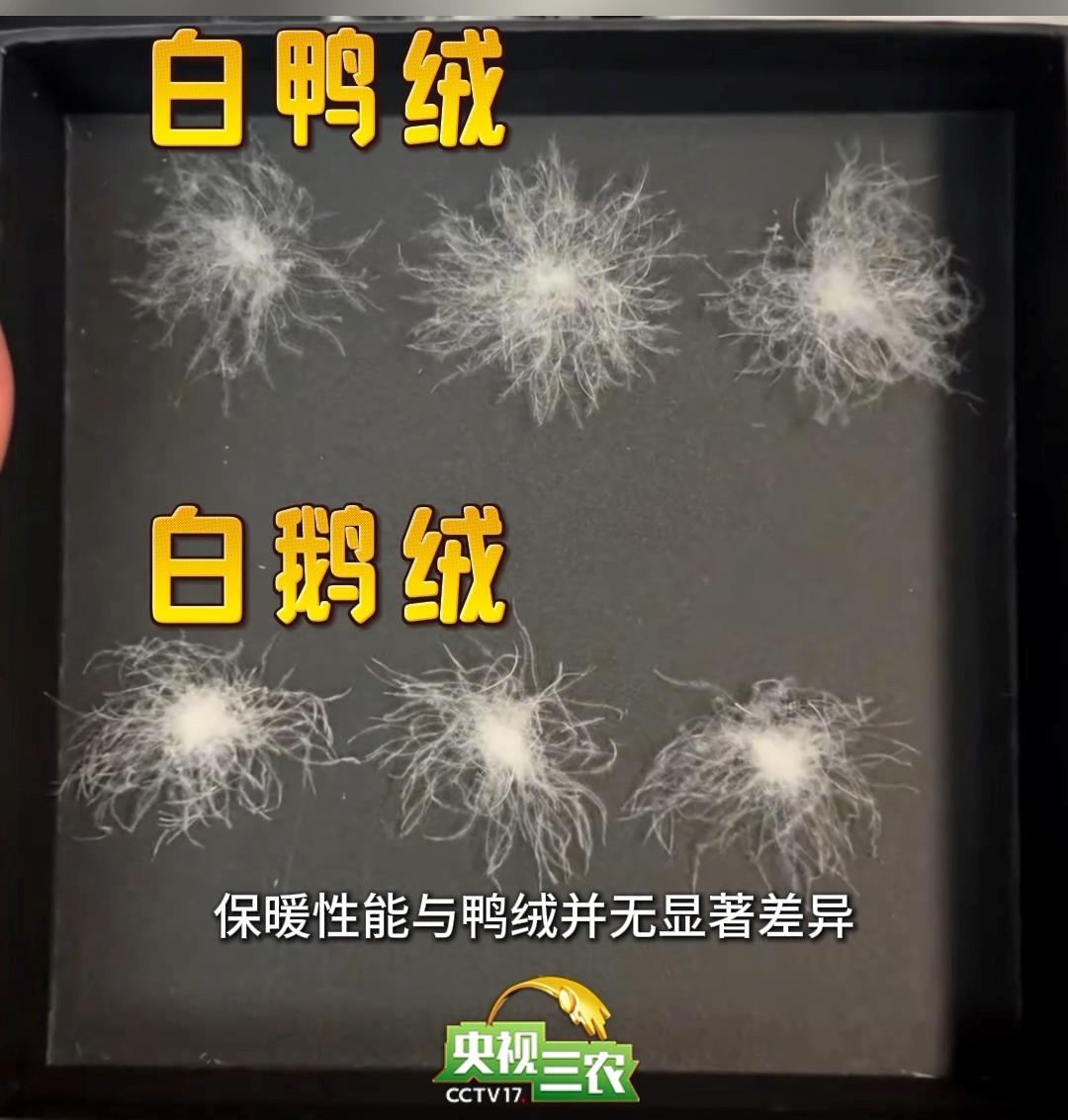 避开“假羽绒”陷阱 这样选购不花冤枉钱