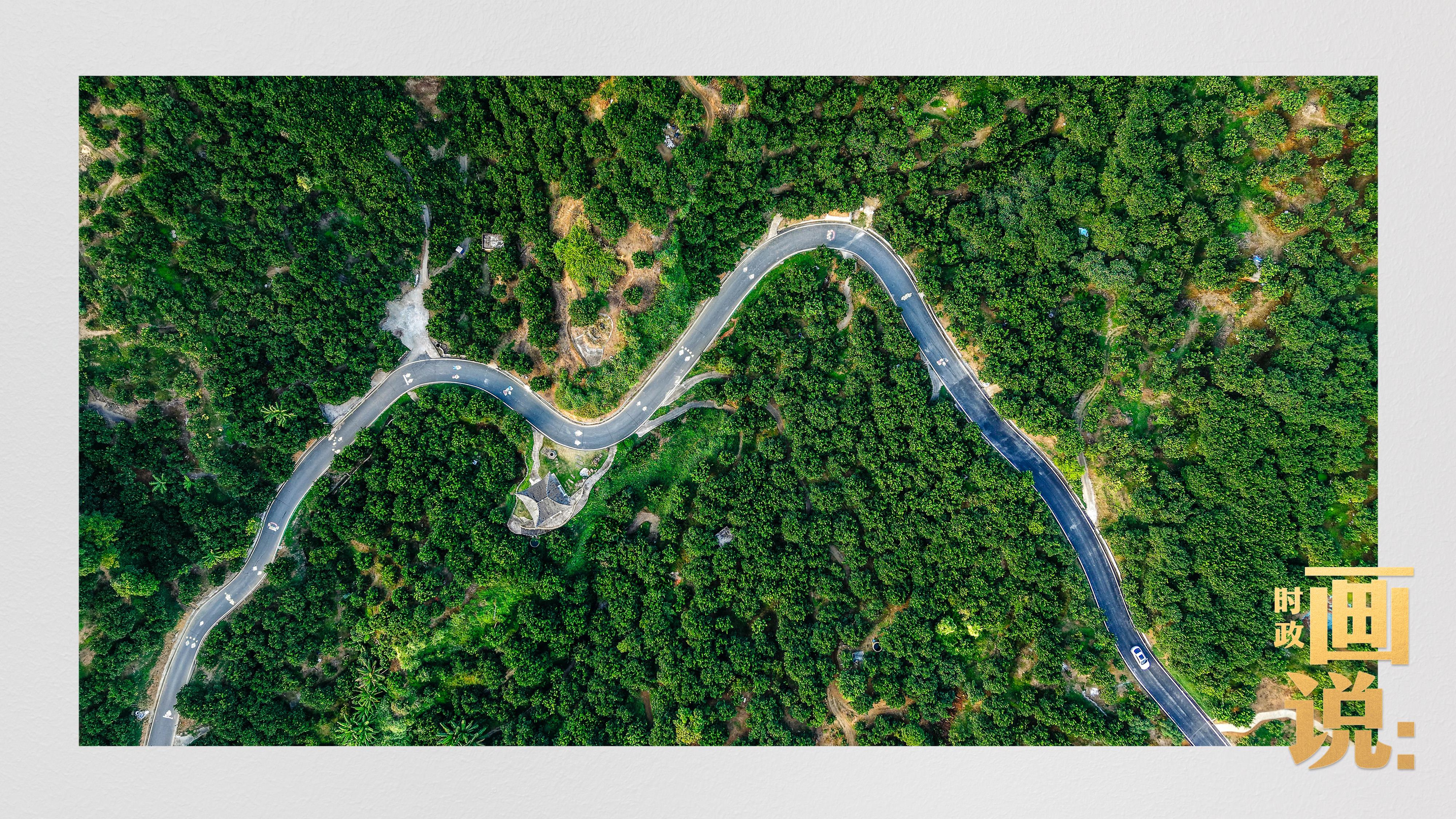 时政画说丨柚见丰年