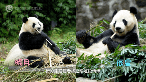 大熊猫“辰星”“晓月”今日前往马来西亚开启旅居生活