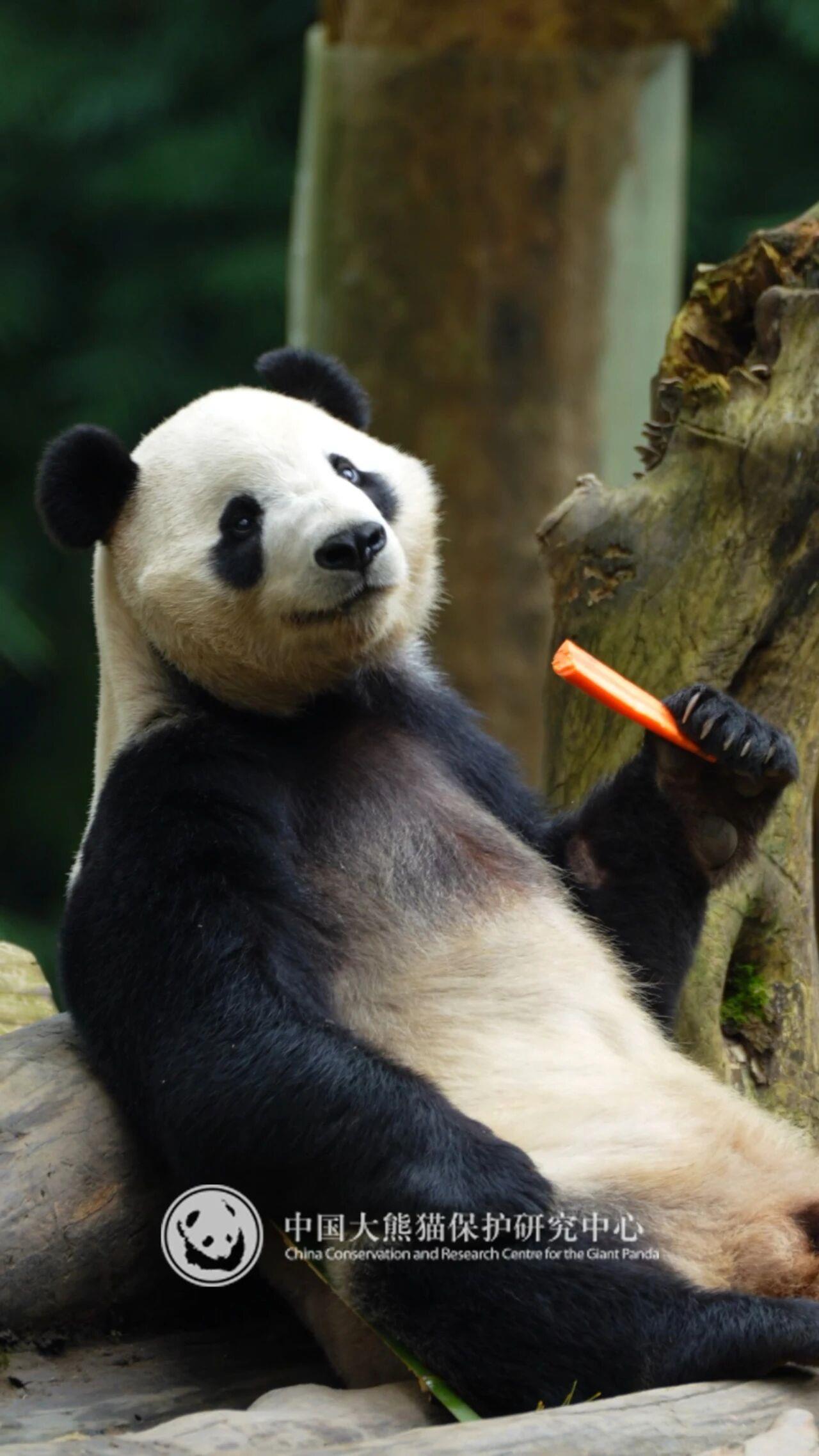 大熊猫“辰星”“晓月”今日前往马来西亚开启旅居生活