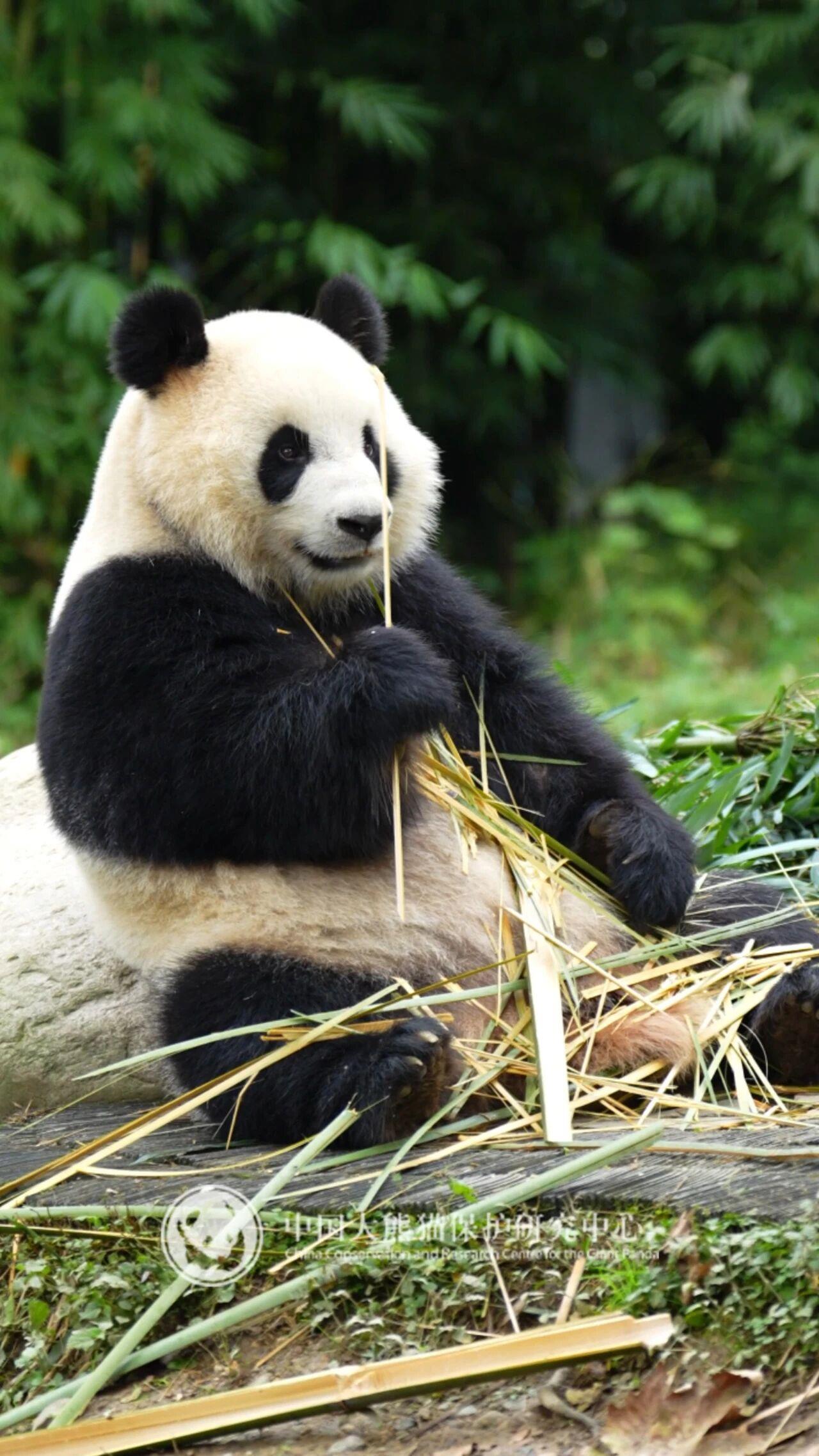 大熊猫“辰星”“晓月”今日前往马来西亚开启旅居生活