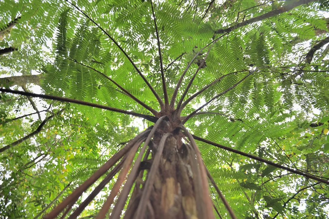 梭罗树桫椤树图片