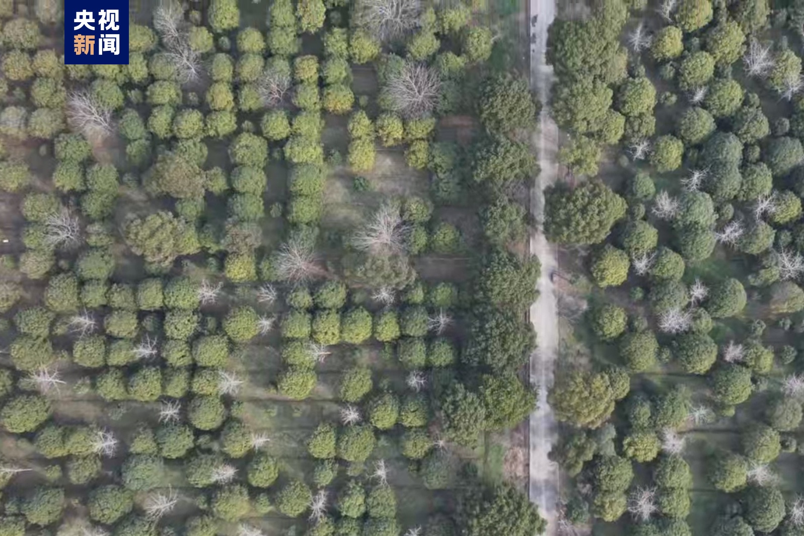 2023年上海新增森林面积6.7万亩 众方法为公家负担植树供应便当