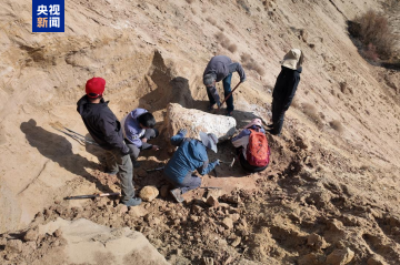 宁夏发现距今1100万年至900万年的四棱齿象化石