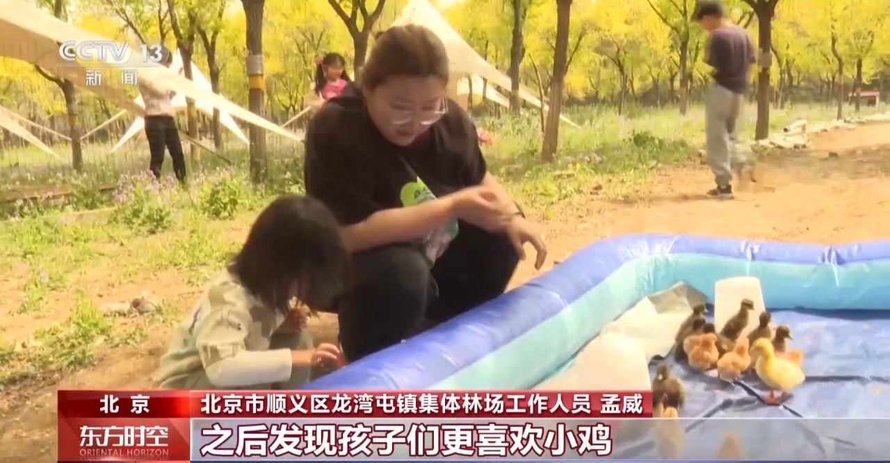 北京市顺义区龙湾屯镇集体林场工作人员 孟威：我们也在延伸其他的消费内容，比方说“小鸡快跑”。我们一开始只是让孩子和家长来体验抓大公鸡，之后发现孩子们更喜欢小鸡，所以我们又补充了小鸡、小鸭、小鹅、小兔子。