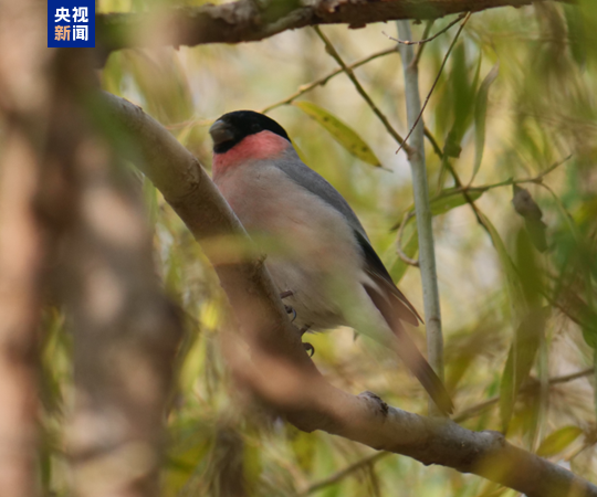 又添新成员！这两种珍稀鸟类首次做客黄河三角洲