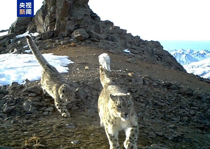 大通北川河源区国家级自然保护区成为雪豹重要栖息地