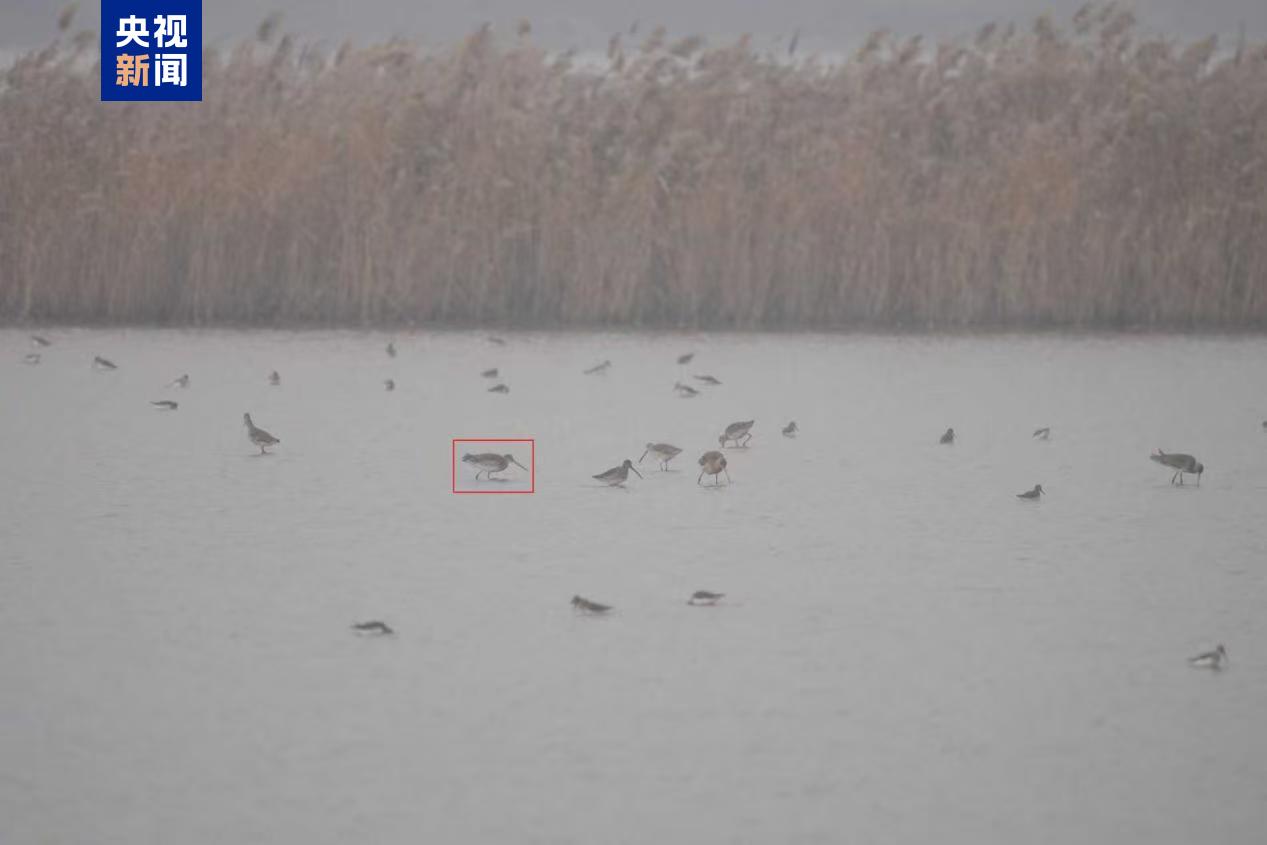 又添新成员！这两种珍稀鸟类首次做客黄河三角洲