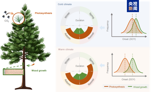 研究表明气候变暖正拉大树木生长与光合“时间差”