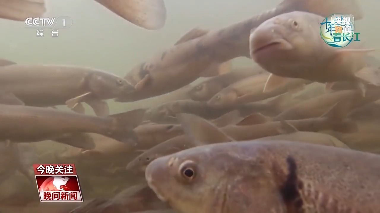 长江鱼类野外种群恢复如何？还需要持续禁渔吗？