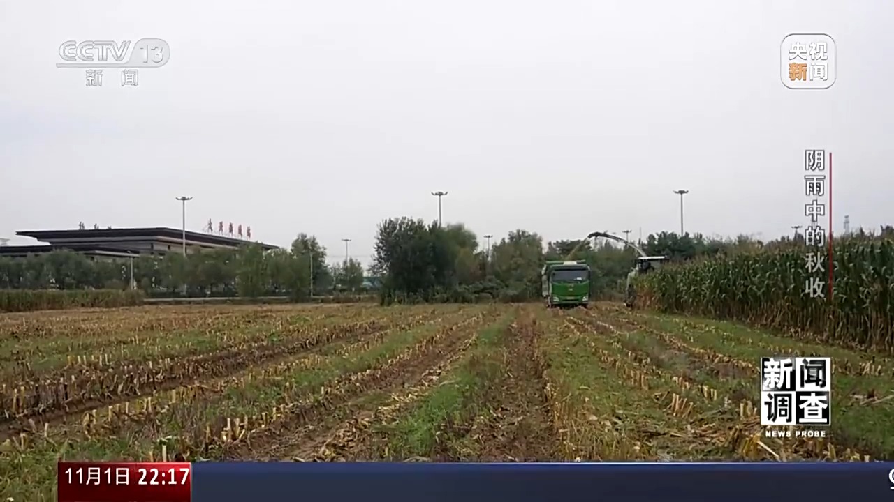 秋收遇上阴雨连绵，如何抢收？