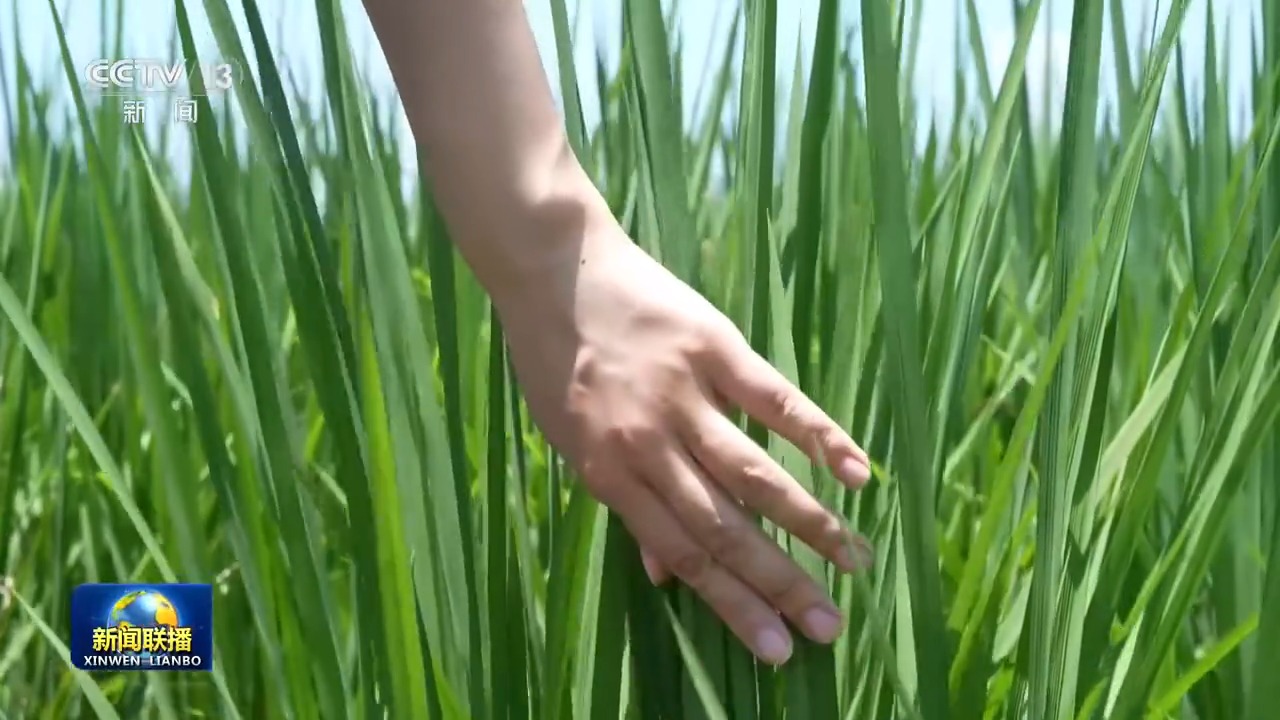 秋粮进入生长关键期 全国有序推进田间管理