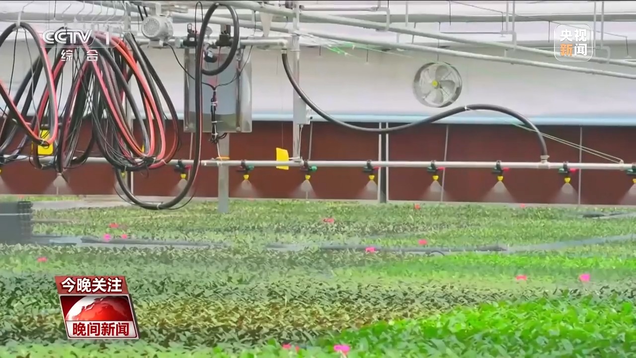 造型多样、花色“出彩”……各地年宵花争奇斗艳