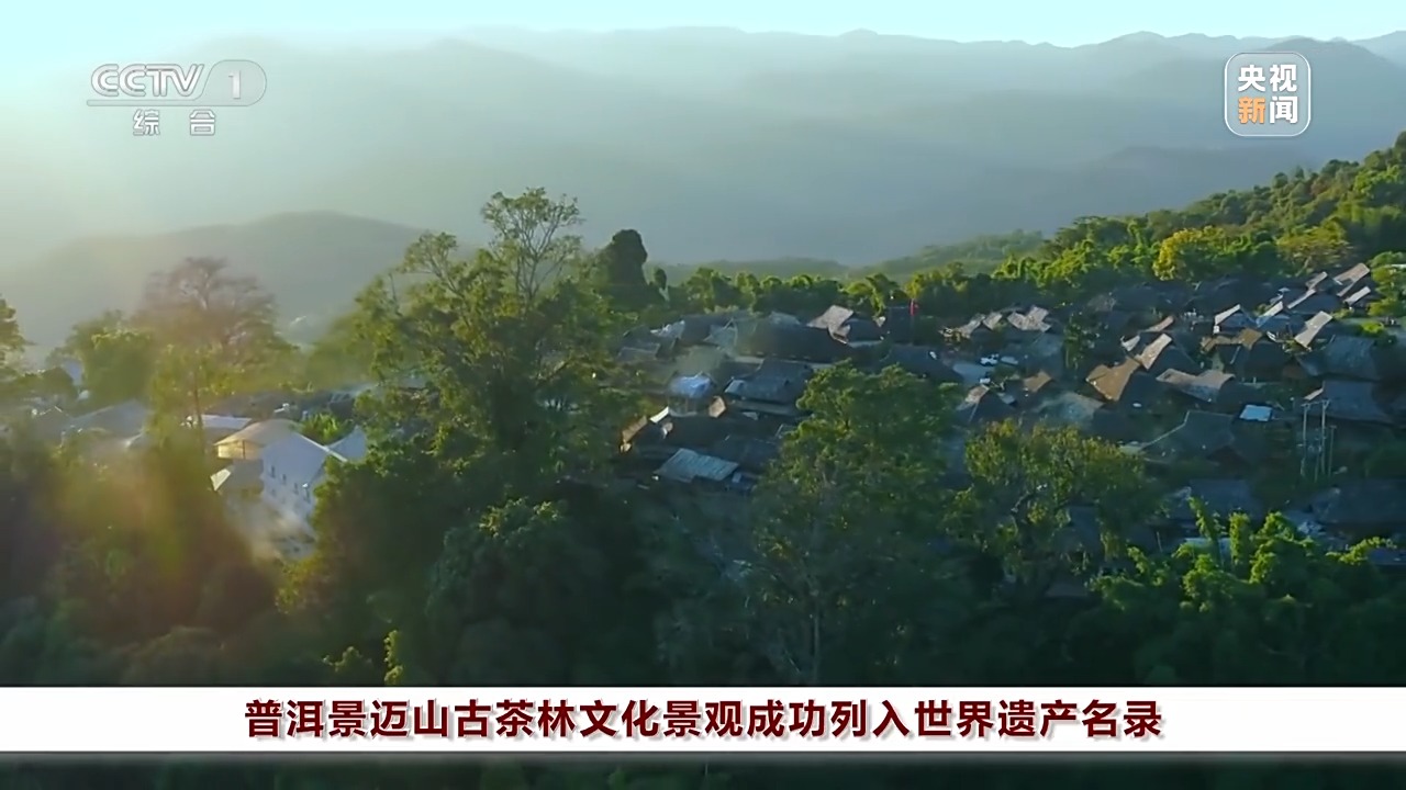 茶在森林中村在茶林中景迈山的绿色生态发展之路