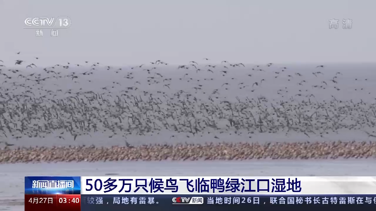 壮观！50多万只候鸟飞临鸭绿江口湿地