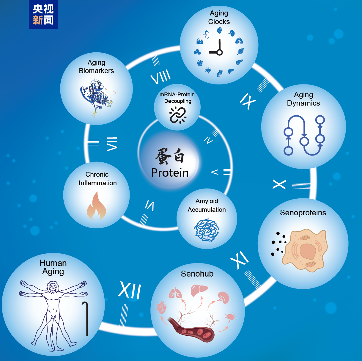 我们体内的器官衰老有规律吗？中国科学家揭秘“衰老时间表”