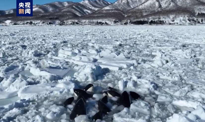 日本(Japan)北海道10余头虎鲸被困浮冰