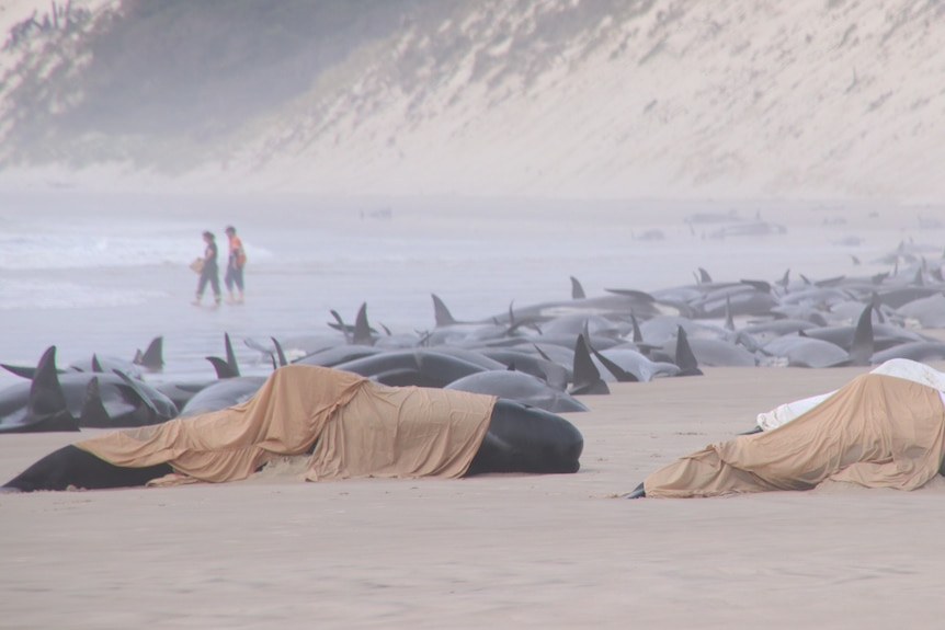 約230頭鯨集體擱淺澳大利亞海灘