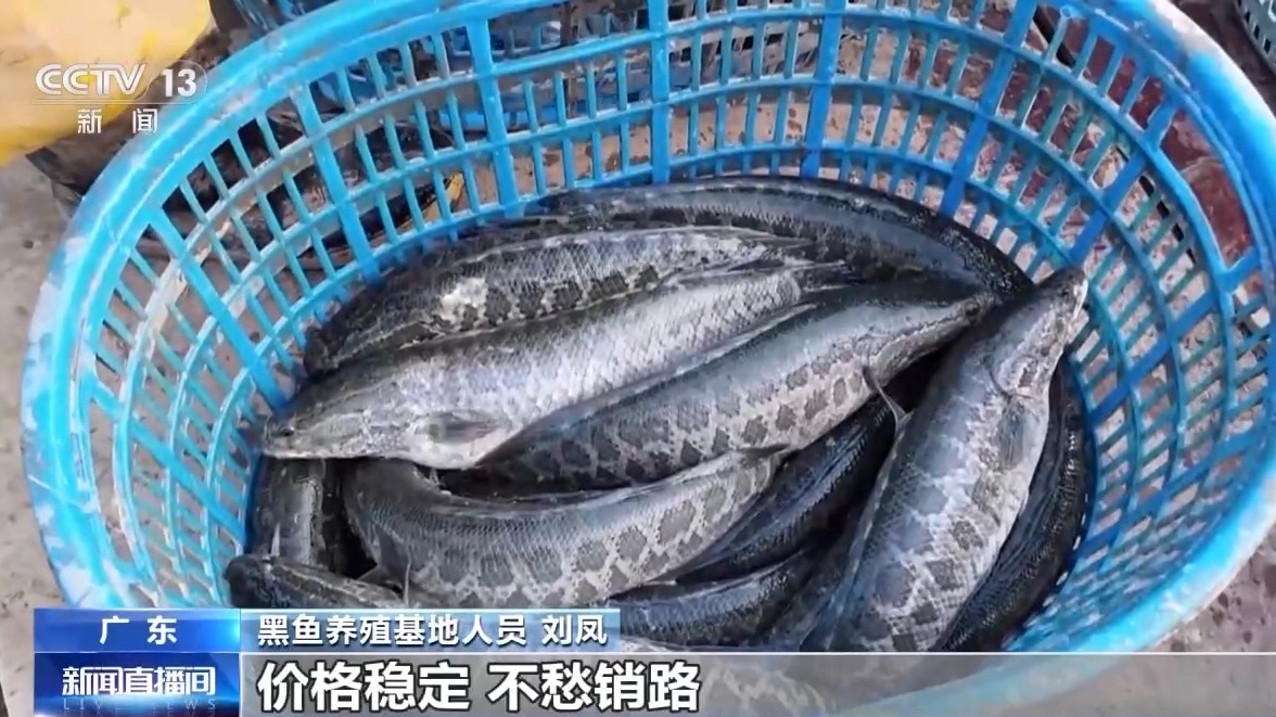 中国味道香飘全球!“一条鱼”游出美食产业链