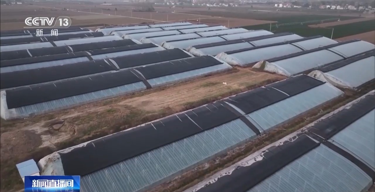 寒潮“拍了拍”南方：露地果蔬需防冻