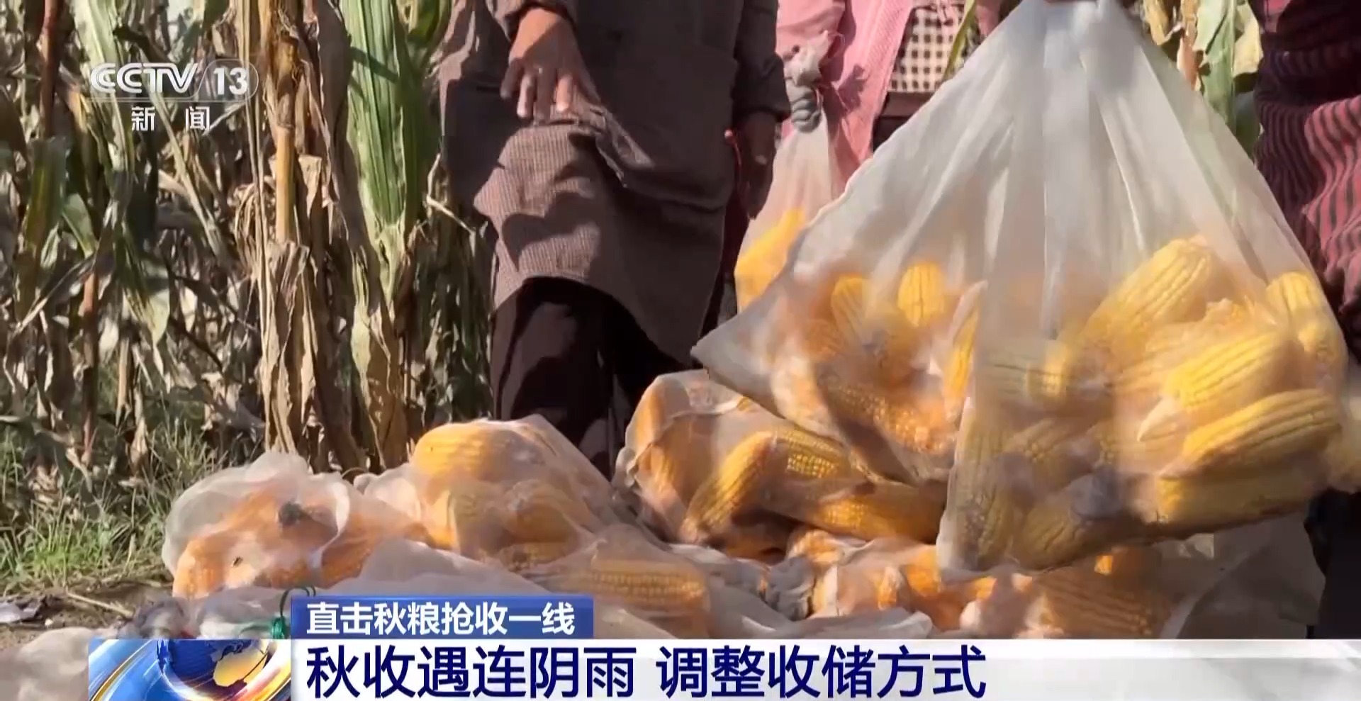 全国秋粮收获近七成 记者实地探访抢收抢烘一线