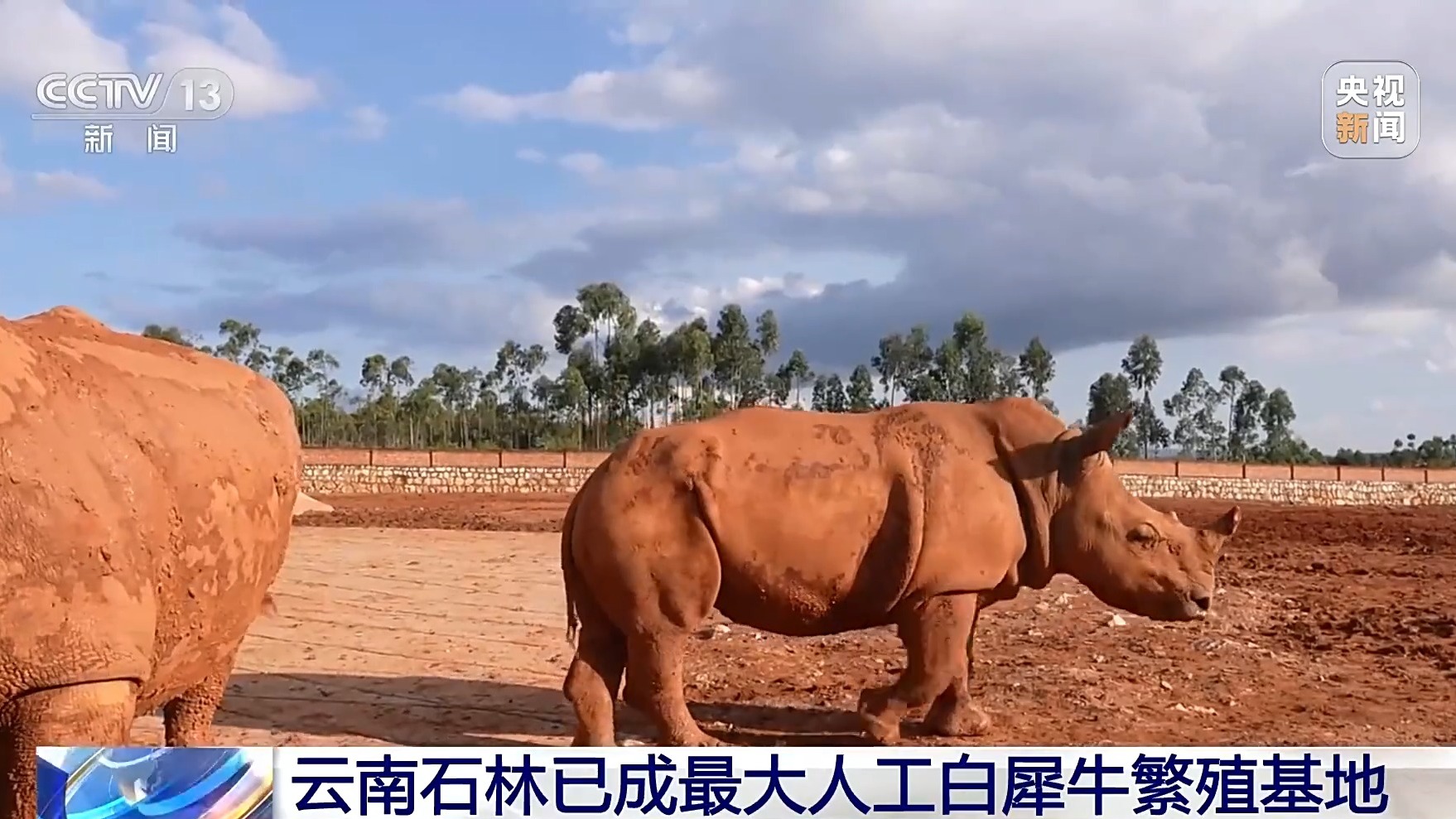 1000多万年前，非洲黑犀的原始祖先竟然生活在中国！