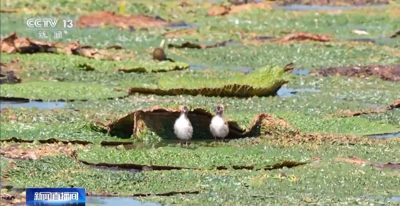 网湖湿地雏鸟出窝 夏候鸟种群数量创新高